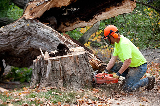 How Our Tree Care Process Works  in  Florida Ridge, FL